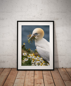 To buy a print or any of the below please click on the images